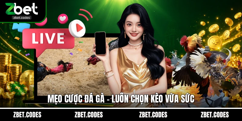 Mẹo cược đá gà - luôn chọn kèo vừa sức